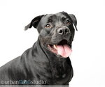 Doolie - M - Male American Bandogge mastiff Dog for Adoption - Small photo