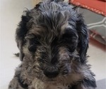 Small Photo #19 Labradoodle Puppy For Sale in SAN ANTONIO, TX, USA
