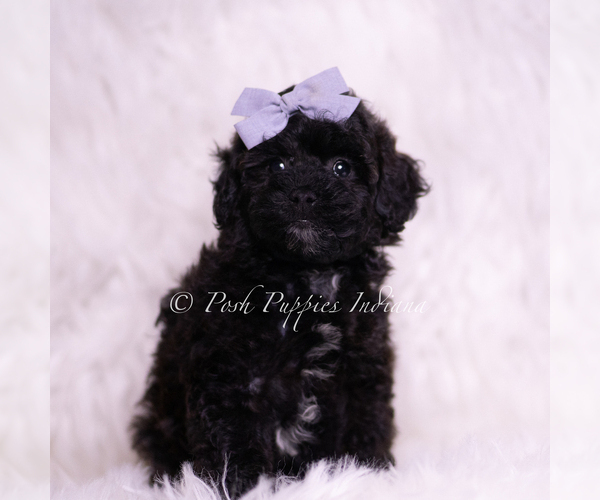Medium Photo #1 Poodle (Toy) Puppy For Sale in WARSAW, IN, USA