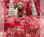 Small Photo #10 Poodle (Standard) Puppy For Sale in LUTZ, FL, USA