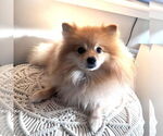 Small #4 Pomeranian