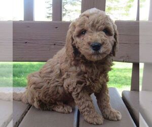Goldendoodle (Miniature) Puppy for sale in THORP, WI, USA