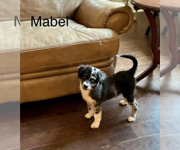Medium Photo #3 Australian Shepherd-Unknown Mix Puppy For Sale in Rockaway, NJ, USA