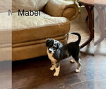 Small #2 Australian Shepherd Mix