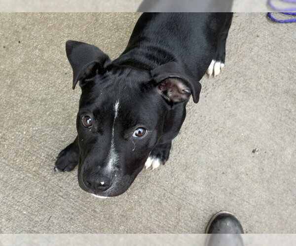 Medium Photo #1 Mutt Puppy For Sale in Tulsa, OK, USA