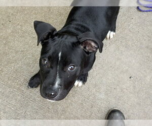 Mutt Dogs for adoption in Tulsa, OK, USA