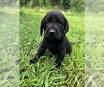 Puppy Misty Labrador Retriever