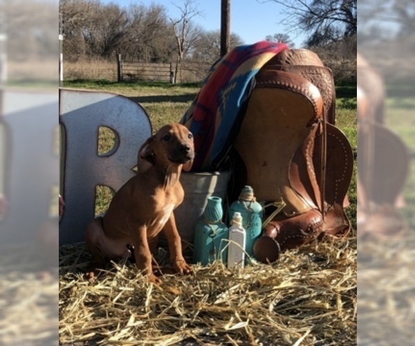 Medium Photo #1 Rhodesian Ridgeback Puppy For Sale in BOYD, TX, USA