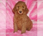 Small #1 Labradoodle