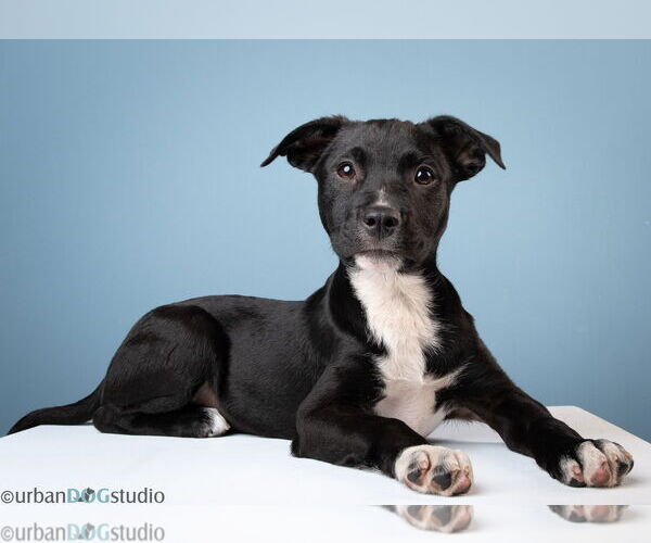 Medium Photo #2 Boxer-Collie Mix Puppy For Sale in Tampa, FL, USA