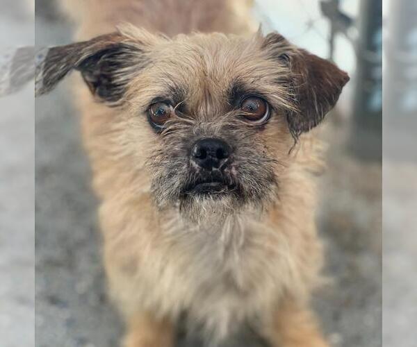 Medium Photo #2 Brussels Griffon-Norwich Terrier Mix Puppy For Sale in San Diego, CA, USA