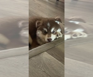 Siberian Husky Litter for sale in TRACY, CA, USA