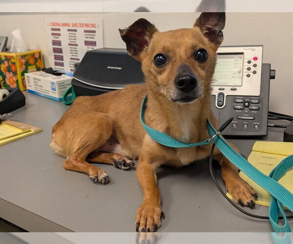 Medium Photo #1 Chihuahua Puppy For Sale in Corona, CA, USA