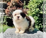 Puppy 4 Shih Tzu