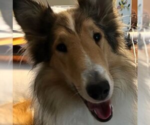 Collie Dogs for adoption in Dublin, OH, USA