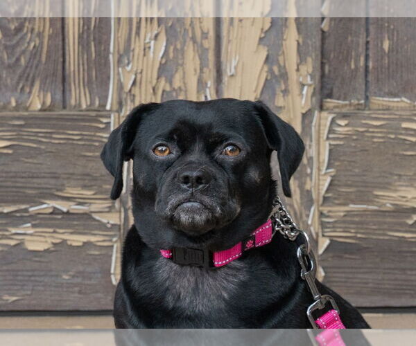 Medium Photo #10 Pug-Unknown Mix Puppy For Sale in Lake Forest, CA, USA