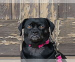 Small #9 Pug Mix