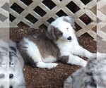 Small Photo #13 Australian Shepherd-Great Pyrenees Mix Puppy For Sale in RIDGELAND, SC, USA