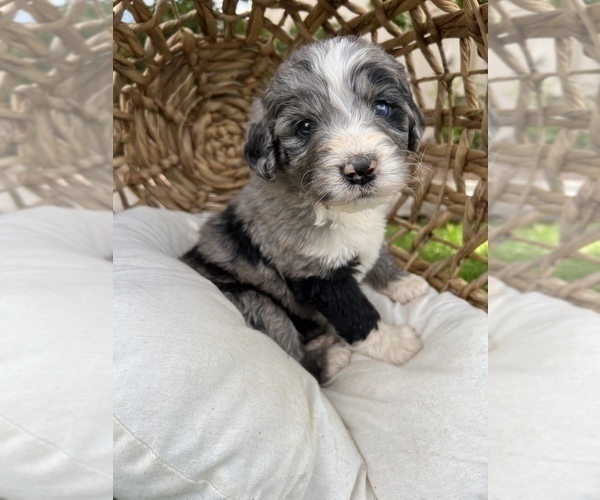 Medium Photo #6 Bernedoodle Puppy For Sale in GILBERT, AZ, USA