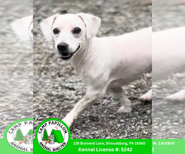Medium Photo #1 Bichon Frise Puppy For Sale in Stroudsburg, PA, USA