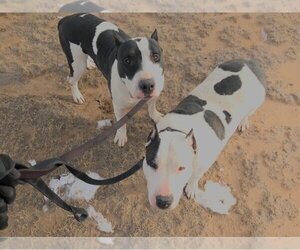 Max and Chyna - Female Bull Terrier-Unknown Mix Dog for Adoption - Photo #3