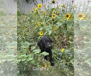 Labrador Retriever Puppy for sale in GILLETTE, WY, USA