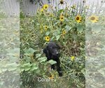 Image preview for Ad Listing. Nickname: Litter of 7