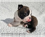 Small Photo #8 Boston Terrier Puppy For Sale in ODENVILLE, AL, USA