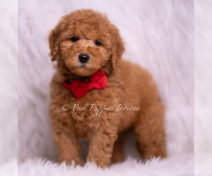 Medium Goldendoodle (Miniature)
