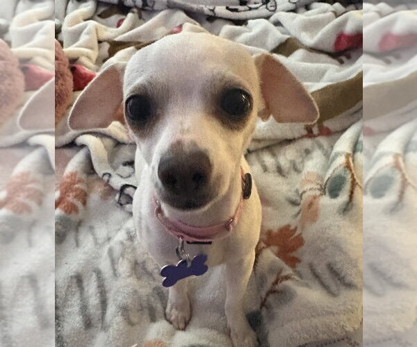 Medium Photo #7 Chihuahua Puppy For Sale in Oak Bluffs, MA, USA