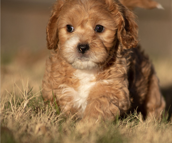 Medium Photo #1 Cavachon-Poodle (Miniature) Mix Puppy For Sale in CEDAR PARK, TX, USA