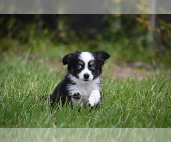 Medium Photo #2 Miniature Australian Shepherd Puppy For Sale in PALM COAST, FL, USA