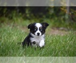 Small #1 Miniature Australian Shepherd