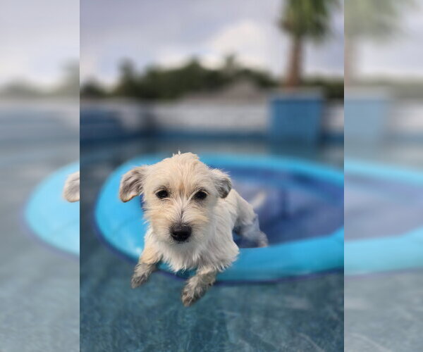Medium Photo #3 Mutt Puppy For Sale in The Woodlands, TX, USA
