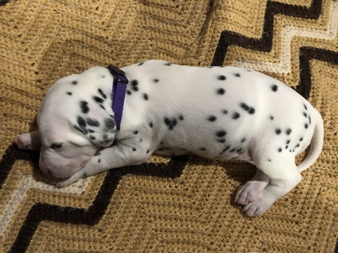 Medium Photo #6 Dalmatian Puppy For Sale in LINCOLN, NE, USA