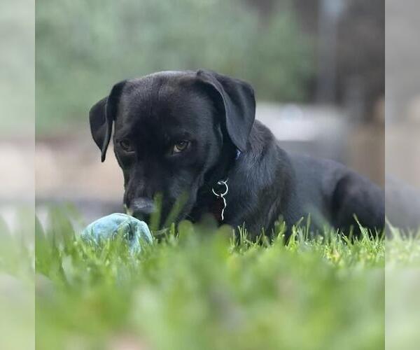 Medium Photo #3 Labrador Retriever-Unknown Mix Puppy For Sale in San Diego, CA, USA