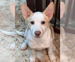 Small Photo #7 Basenji-Labrador Retriever Mix Puppy For Sale in Brewster, NY, USA