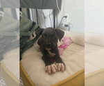 Small Boxer Mix
