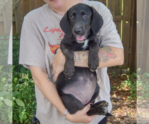 Medium Photo #5 Coonhound-Unknown Mix Puppy For Sale in Huntley, IL, USA