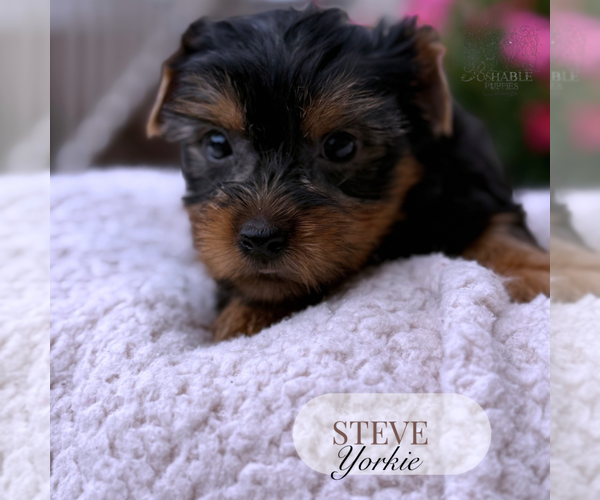 Medium Photo #2 Yorkshire Terrier Puppy For Sale in ELMHURST, IL, USA