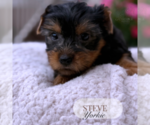 Small #1 Yorkshire Terrier