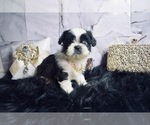 Puppy Calinda Shih Tzu