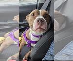 Small #4 American Pit Bull Terrier Mix