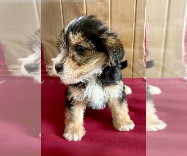 Medium Photo #5 YorkiePoo Puppy For Sale in FAIR HAVEN, MI, USA