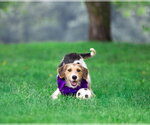Small Mutt