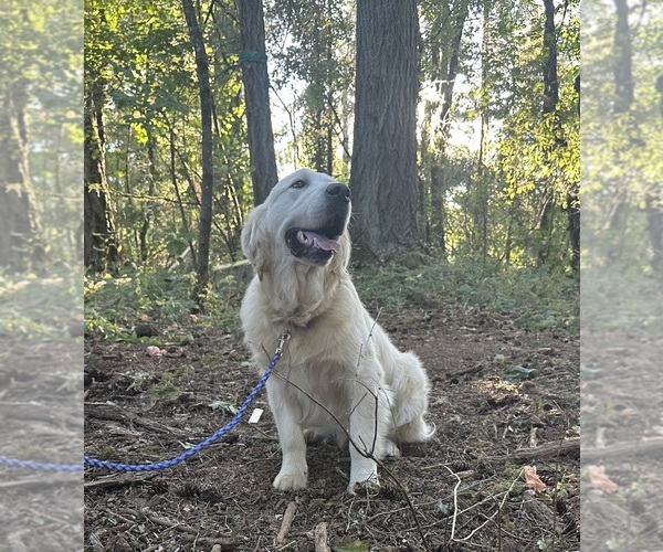 Medium Photo #1 English Cream Golden Retriever Puppy For Sale in MONROE, OR, USA