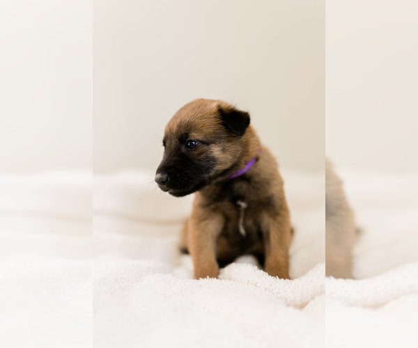 Medium Photo #3 Belgian Malinois Puppy For Sale in LYNCHBURG, VA, USA