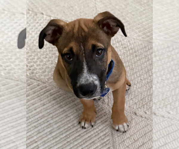 Medium Photo #4 Mutt Puppy For Sale in Royal Palm Beach, FL, USA