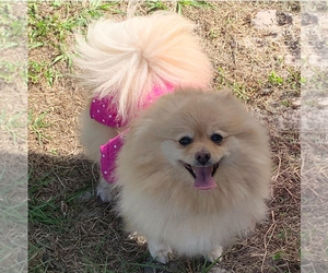 Mother of the Pomeranian puppies born on 12/20/2023