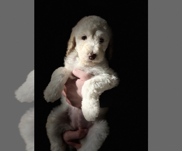 Medium Photo #4 Goldendoodle Puppy For Sale in CLEVELAND, TN, USA